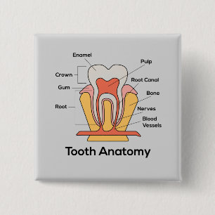 Bóton Quadrado 5.08cm Gráfico de Anatomia dos Dentes