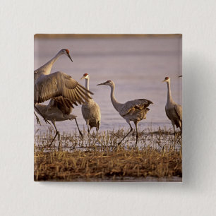 Bóton Quadrado 5.08cm Grou-lagartos Grus canadensis) Platte