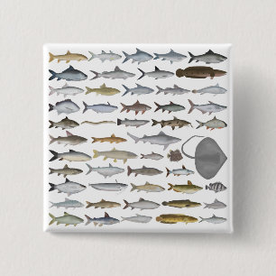 Bóton Quadrado 5.08cm Grupo de Peixes de Água Doce da Ásia do Sul