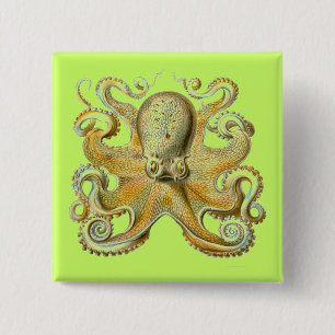 Bóton Quadrado 5.08cm Haeckel Octopus