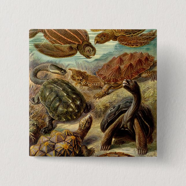 Bóton Quadrado 5.08cm Haeckel Turtles (Frente)