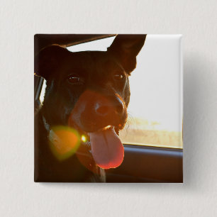 Bóton Quadrado 5.08cm HAMbWG - Botão - Cão andando de carro