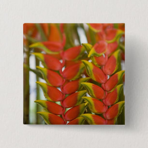Bóton Quadrado 5.08cm Hanging Heliconia, frutas às terças-feiras &