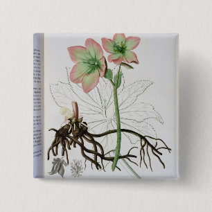 Bóton Quadrado 5.08cm Helleborus Niger de "Phytographie Medicale" por J