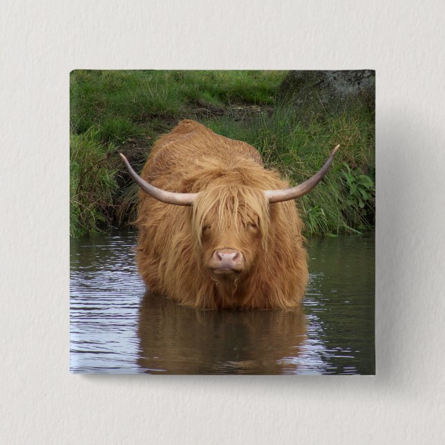 Bóton Quadrado 5.08cm Highland Cattle (Frente)