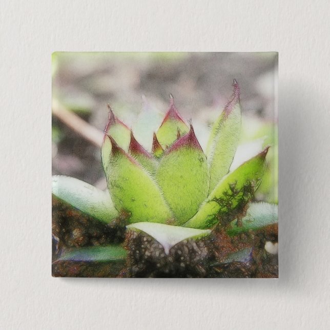 Bóton Quadrado 5.08cm Houseleek - Sempervivum (Frente)