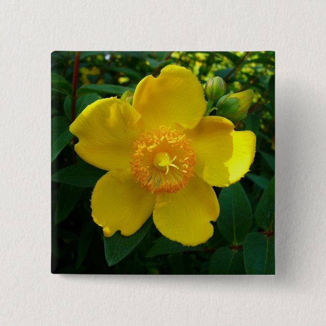 Bóton Quadrado 5.08cm Hypericum Hidcote (Rua. João) (Frente)