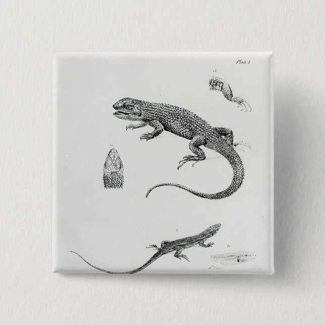 Bóton Quadrado 5.08cm Iguana Shingled (Frente)
