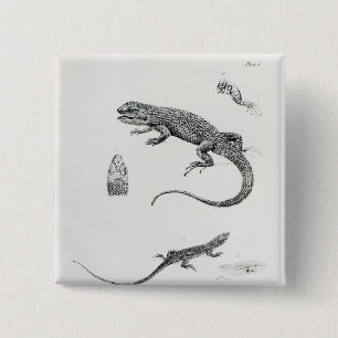 Bóton Quadrado 5.08cm Iguana Shingled