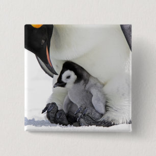 Bóton Quadrado 5.08cm Ilha do monte da neve do pinguim de imperador