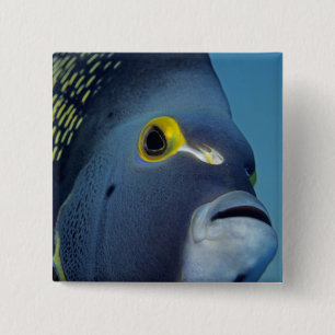 Bóton Quadrado 5.08cm Ilhas Cayman, Peixe-anjo-francês Pomacanthus