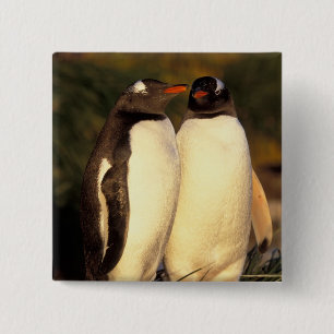 Bóton Quadrado 5.08cm Ilhas Falkland. Pinguins Gentoo. (Pyroscelis