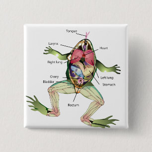Bóton Quadrado 5.08cm Ilustração da Anatomia do Sapo