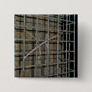 Bóton Quadrado 5.08cm Itens de Anel Comum (Diapheromera femorata)