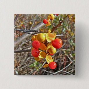 Bóton Quadrado 5.08cm Itens de Berries de Vinha Bitterdoce