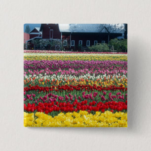 Bóton Quadrado 5.08cm jardim de exibição de tulipas, condado de Skagit,