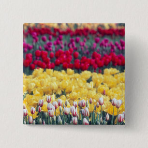 Bóton Quadrado 5.08cm jardim de tulipas no vale de Skagit,
