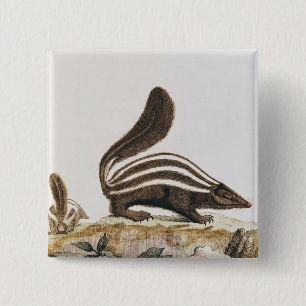 Bóton Quadrado 5.08cm Jaritataca, de "Histoire Naturelle" perto