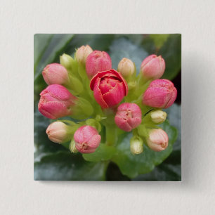 Bóton Quadrado 5.08cm Kalanchoe Buds