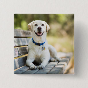 Bóton Quadrado 5.08cm Labrador Amarelo Fica No Banco