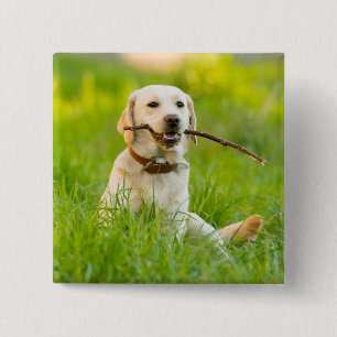 Bóton Quadrado 5.08cm Labrador Amarelo Reproduz Feixe