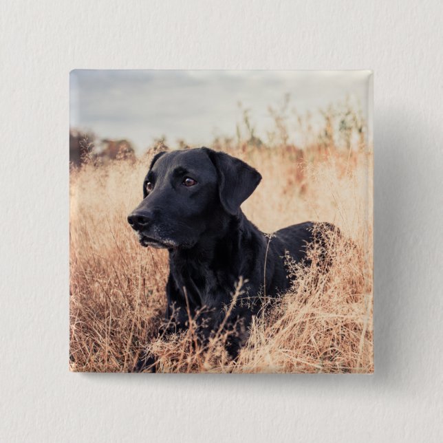 Bóton Quadrado 5.08cm Labrador Negro De Grama Seca (Frente)