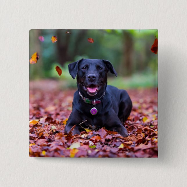 Bóton Quadrado 5.08cm Labrador Negro Em Folhas De outono (Frente)