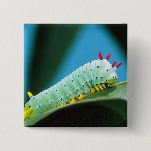 Bóton Quadrado 5.08cm Lagarta da Mariposa Prometeu, Callosamia