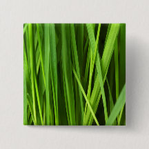 Lâminas de gramíneas