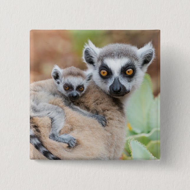Bóton Quadrado 5.08cm Lêmure-de-cauda-anelada bebê nas costas da mãe (Frente)