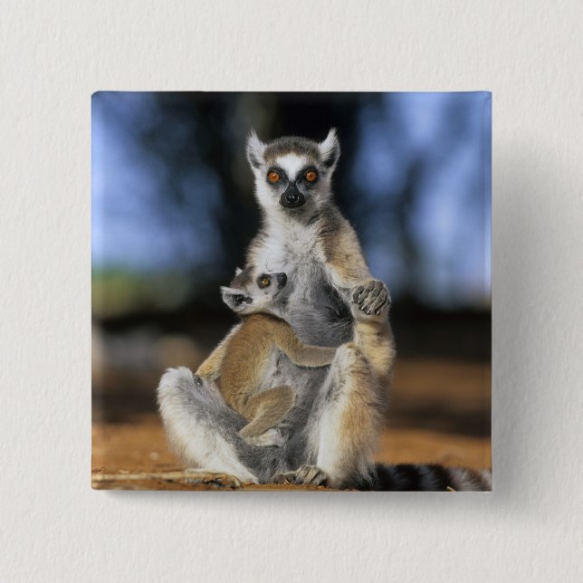 Bóton Quadrado 5.08cm Lêmure-de-cauda-anelada, (Lemur catta), Mãe e (Frente)