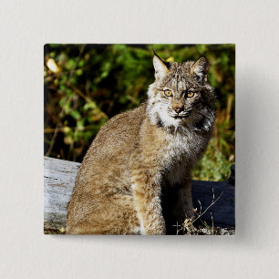 Bóton Quadrado 5.08cm Lince canadense