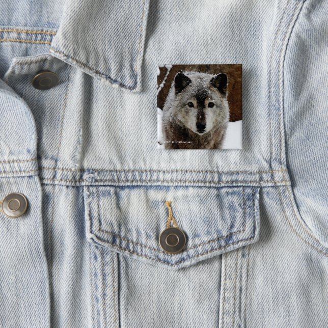 Bóton Quadrado 5.08cm Lobo cinzento na neve (In Situ)