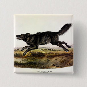Bóton Quadrado 5.08cm Lobo Negro, ou Lobo Americano Negro (Canis Lupus)