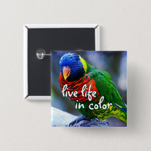 Bóton Quadrado 5.08cm Lorikeet red blue green bird live life of color