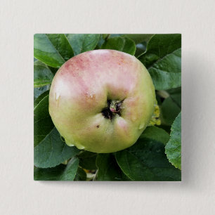 BÓTON QUADRADO 5.08CM MAÇÃ