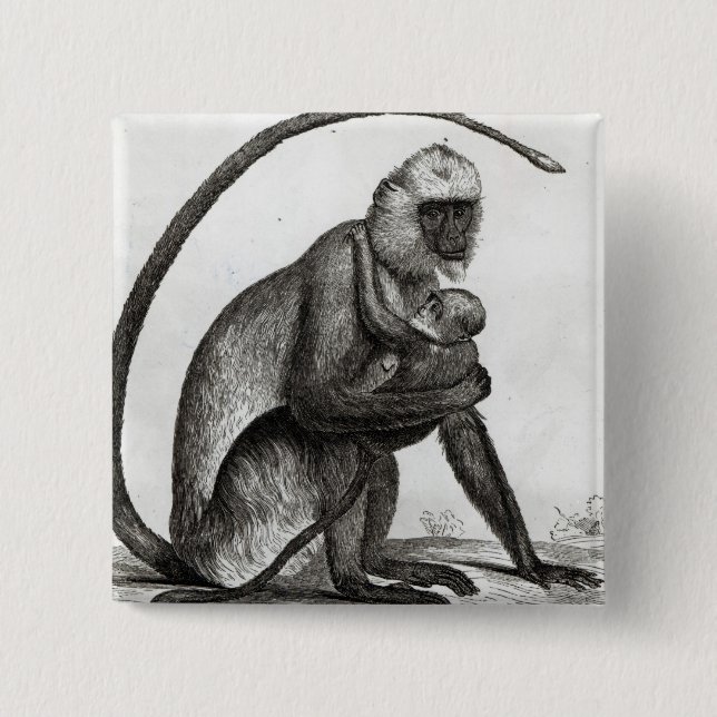 Bóton Quadrado 5.08cm Macaco brasileiro (Frente)