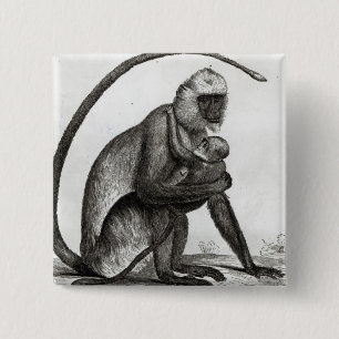 Bóton Quadrado 5.08cm Macaco brasileiro