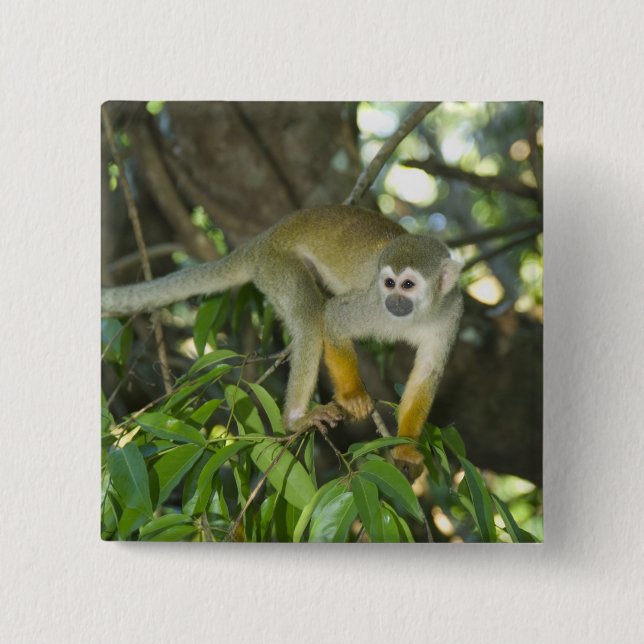 Bóton Quadrado 5.08cm Macaco-de-cheiro, (Saimiri sciureus), Rio (Frente)