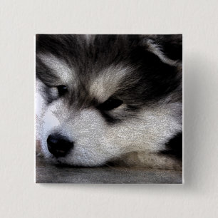 Bóton Quadrado 5.08cm Malamute do Alasca