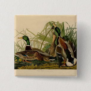 Bóton Quadrado 5.08cm Mallard Duck - Pincel de Ave Audubon