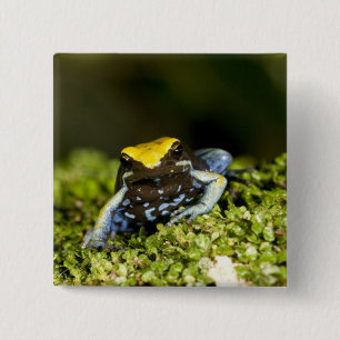 Bóton Quadrado 5.08cm Mantela-de-orelha-preta, Mantella expectata, 2