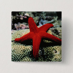 Bóton Quadrado 5.08cm Mar Vermelho dos peixes da estrela