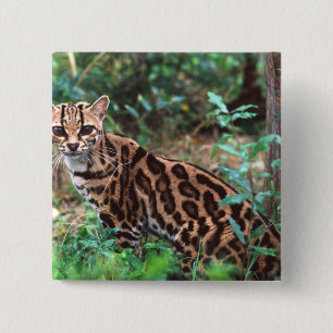 Bóton Quadrado 5.08cm Margay, Leopardus wiedi, Nativo do México até