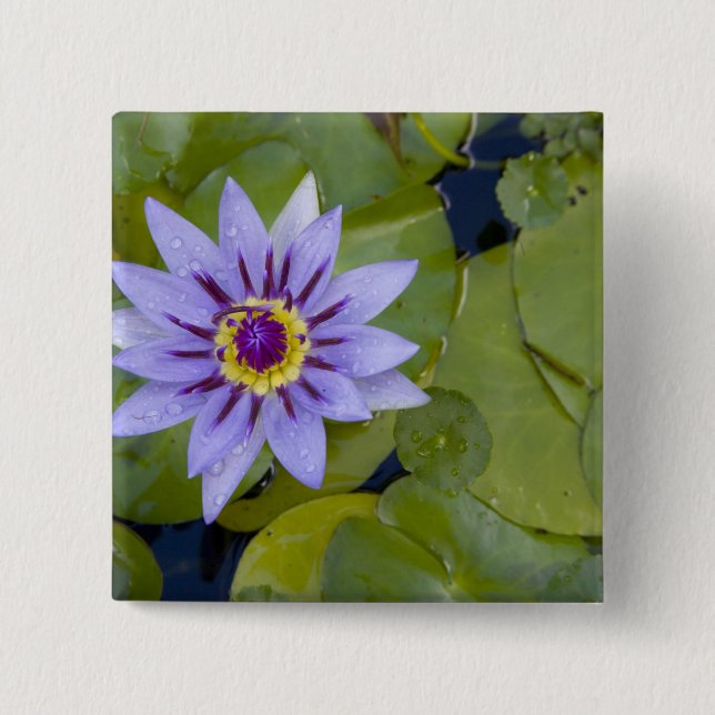 Bóton Quadrado 5.08cm Martinica, Antilhas Francesas, Índias Ocidentais,  (Frente)