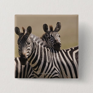 Bóton Quadrado 5.08cm Masai Mara National Reserve, Quênia, julho de 2005