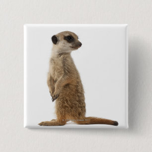 Bóton Quadrado 5.08cm Meerkat ou Suricate - suricatta do Suricata