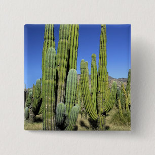 Bóton Quadrado 5.08cm México, Sonora, San Carlos. Saguaro & Organ Pipe