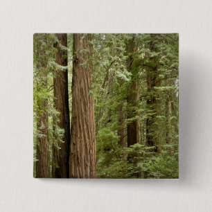 Bóton Quadrado 5.08cm Muir Woods National Monument, Norte