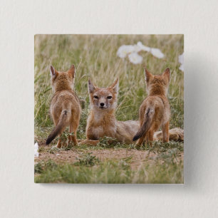 Bóton Quadrado 5.08cm Mulher do Swift Fox (Vulpes velox) com tenra idade